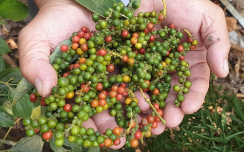 Giá tiêu hôm nay 23/4: Đi ngang, chờ tín hiệu mới từ Trung Quốc